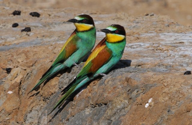 The noticeably smaller russet wing-patch distinguishes the bird on the left as a female